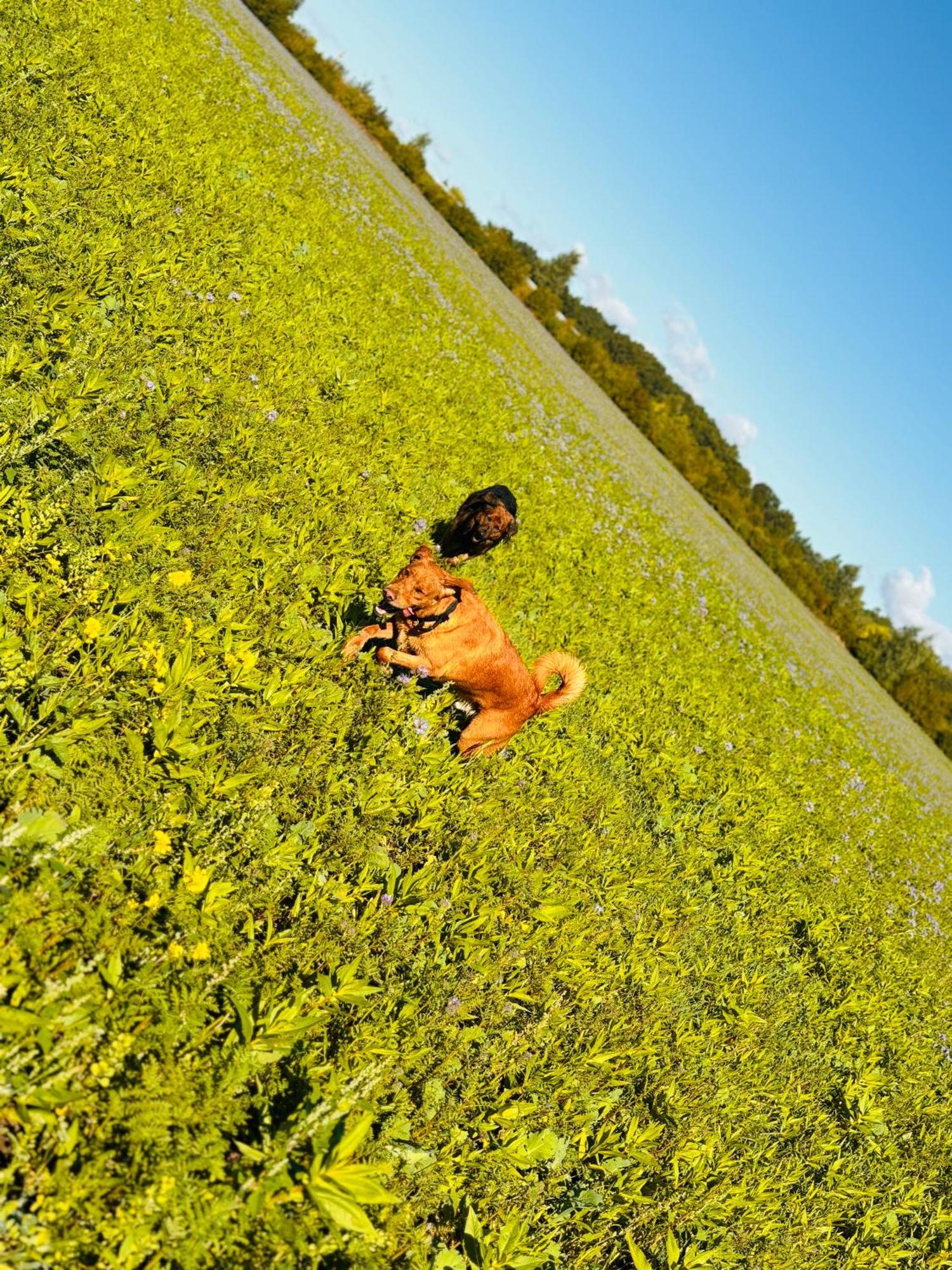 Ferienhaus Im Gruenen Pritzwalk Dış mekan fotoğraf